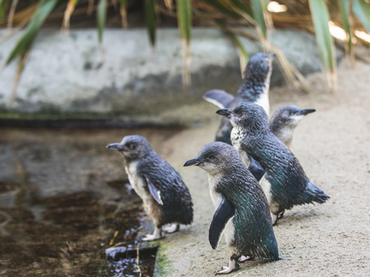 Penguin Cove